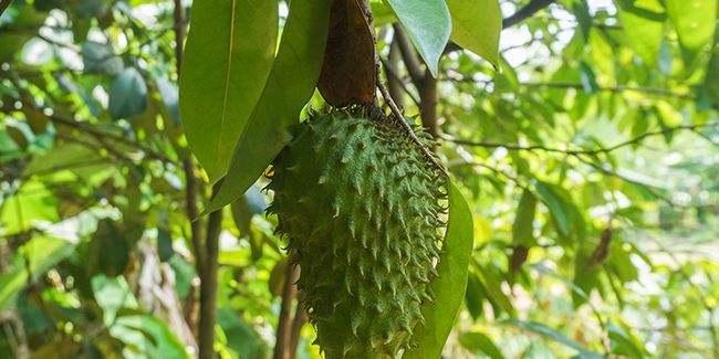 Le corossol : un trésor tropical à découvrir