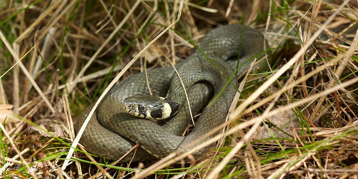 Accueillir la couleuvre au jardin : un allié précieux ou une menace ?