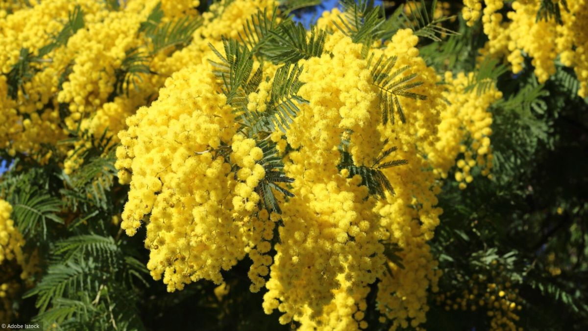 Les secrets d'un mimosa épanoui : conseils essentiels pour le protéger