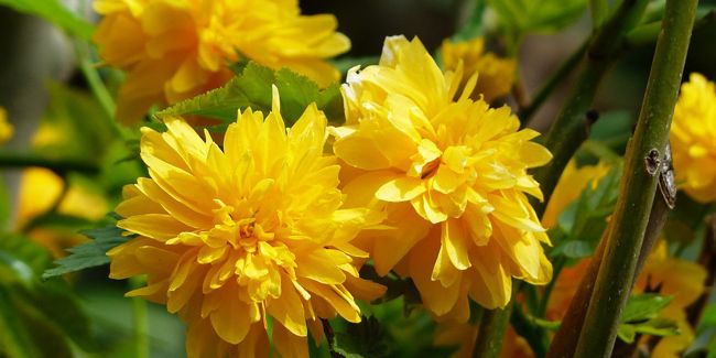 La corête du Japon : un arbuste lumineux aux fleurs dorées