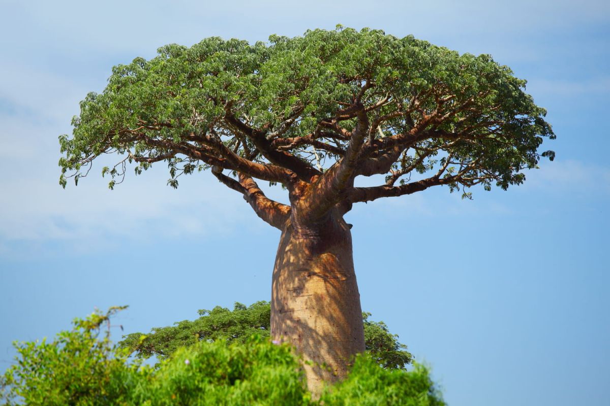 Baobab : plantation, culture et taille de l'arbre bouteille