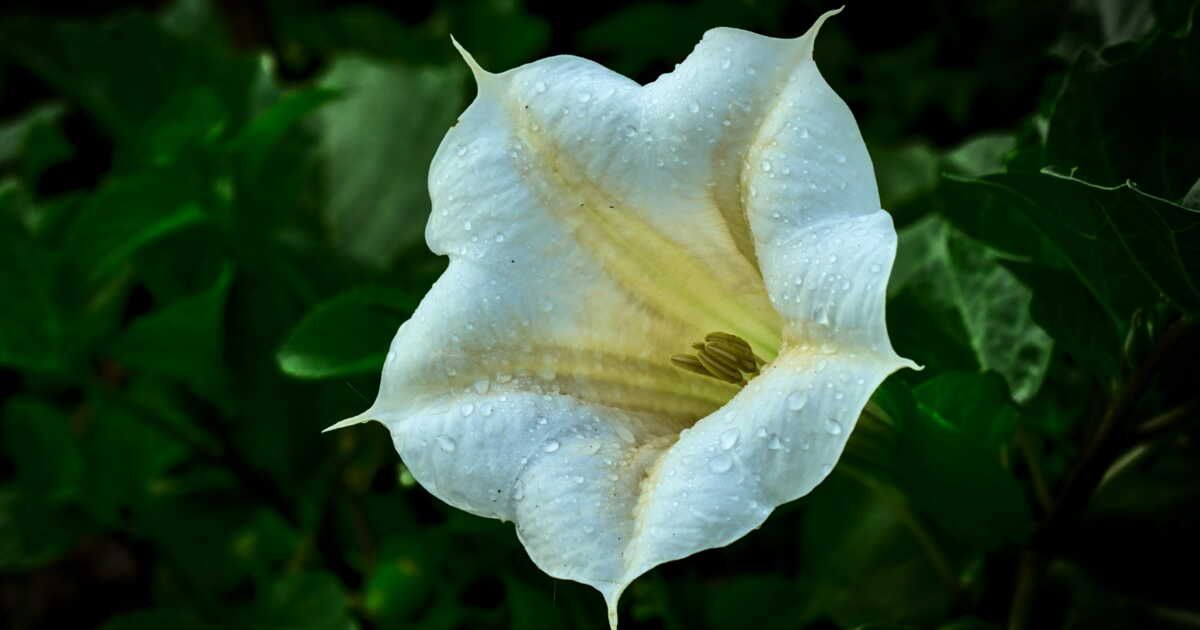 Datura : la plante toxique qui inquiète les experts