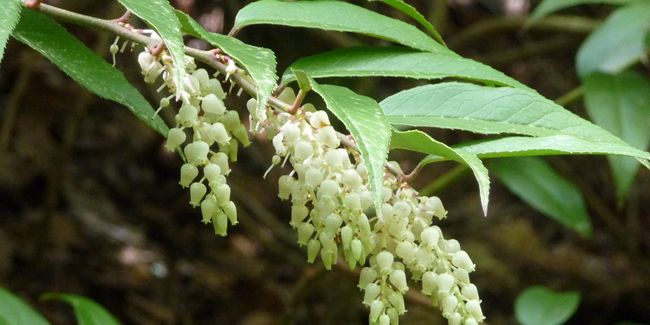 Leucothoe : un trésor floral à découvrir