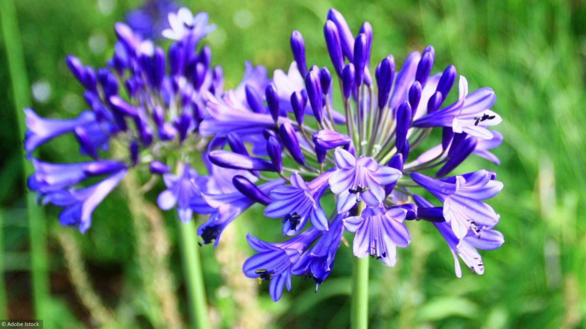 L'agapanthe : une touche d'été dans votre jardin