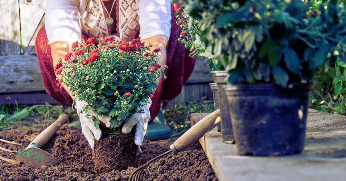 Replanter un chrysanthème : le guide pour l'intégrer au jardin