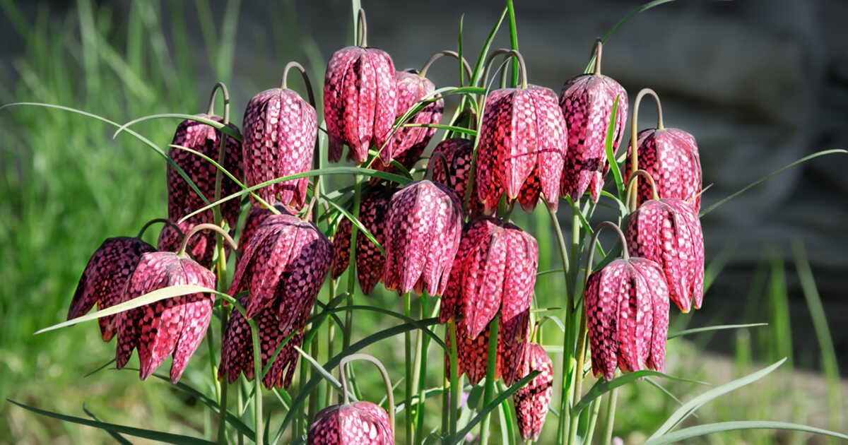 Les plus jolies fleurs à clochettes à planter pour égayer votre jardin