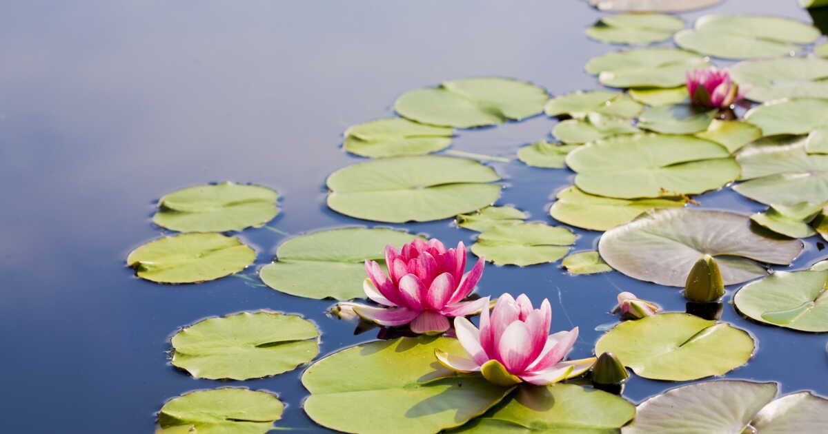 Cultivez des lotus et des nénuphars : astuces et conseils