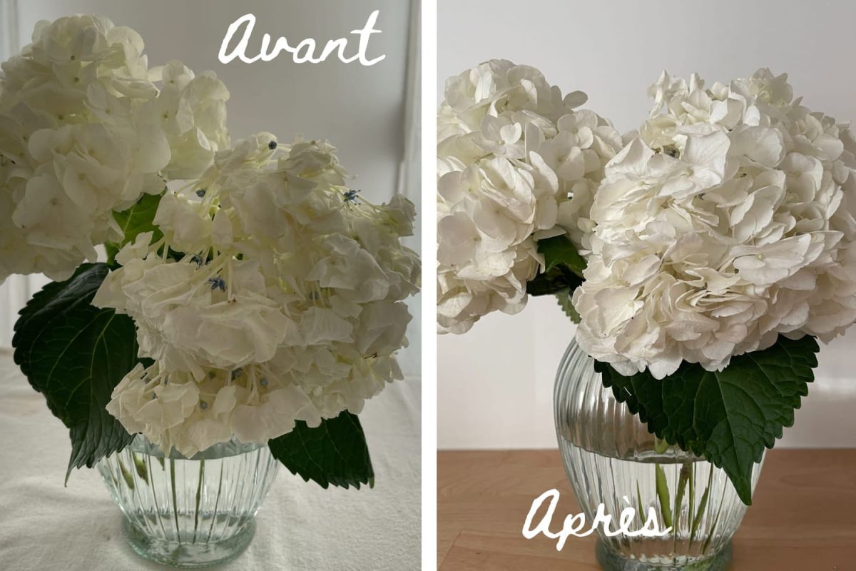 Ravivez vos hortensias fanés grâce à cette méthode simple