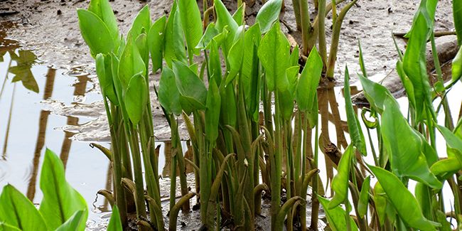 À la découverte de l'arum de Virginie, une merveille aquatique