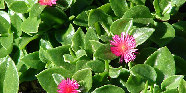 Ficoïde à feuilles en cœur (Aptenia cordifolia)