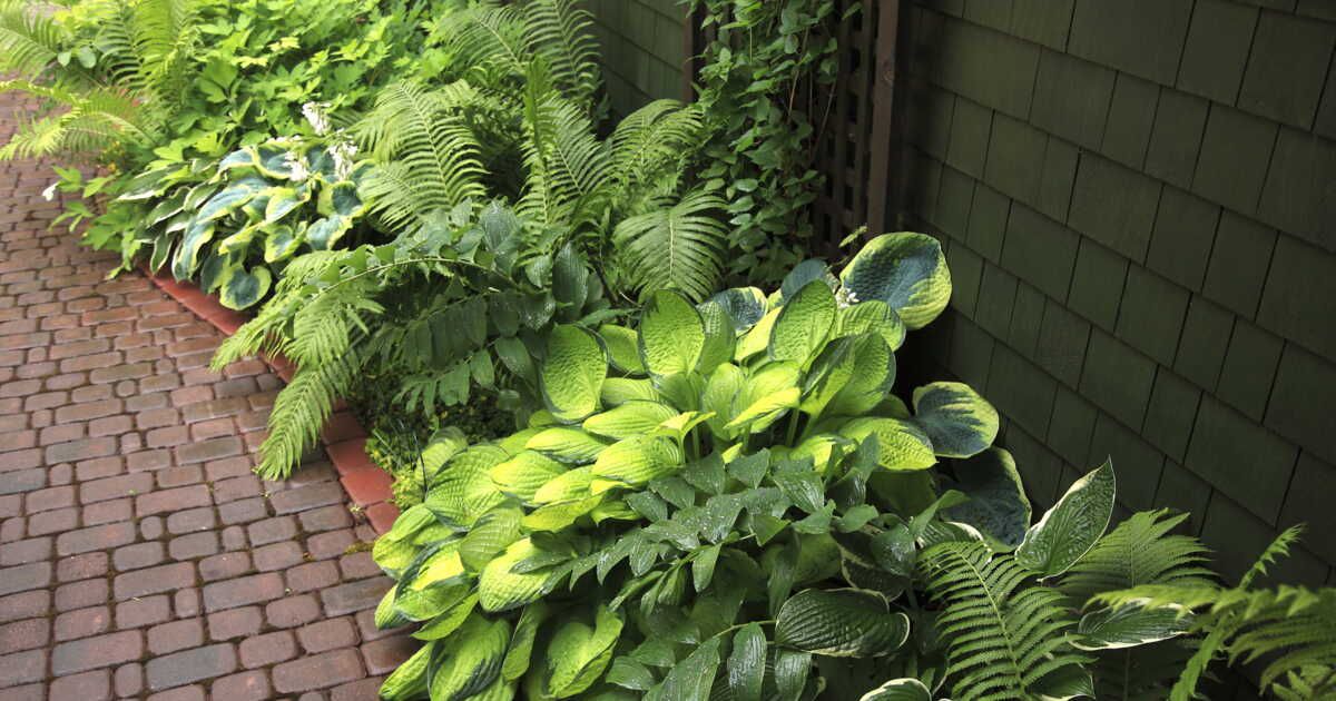 5 conseils pour planter des fougères au jardin