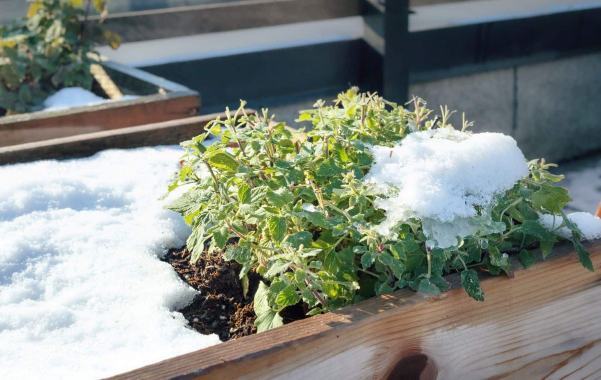 Janvier au jardin : conseils essentiels pour un potager florissant