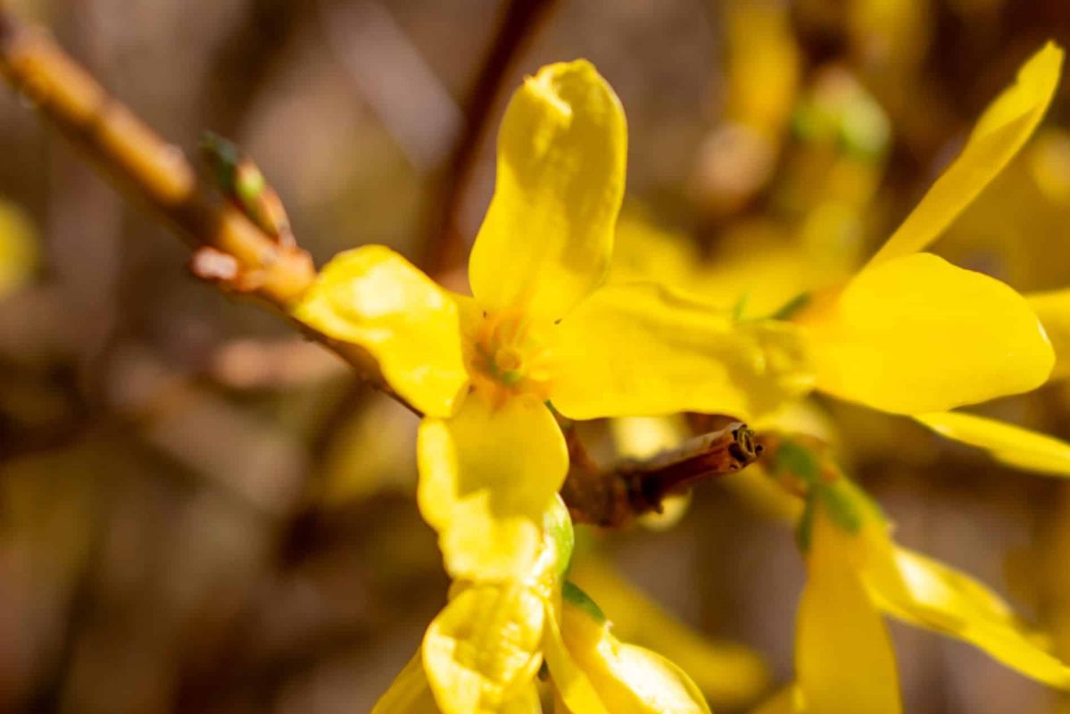 Préparez votre jardin pour le printemps avec le forsythia en février