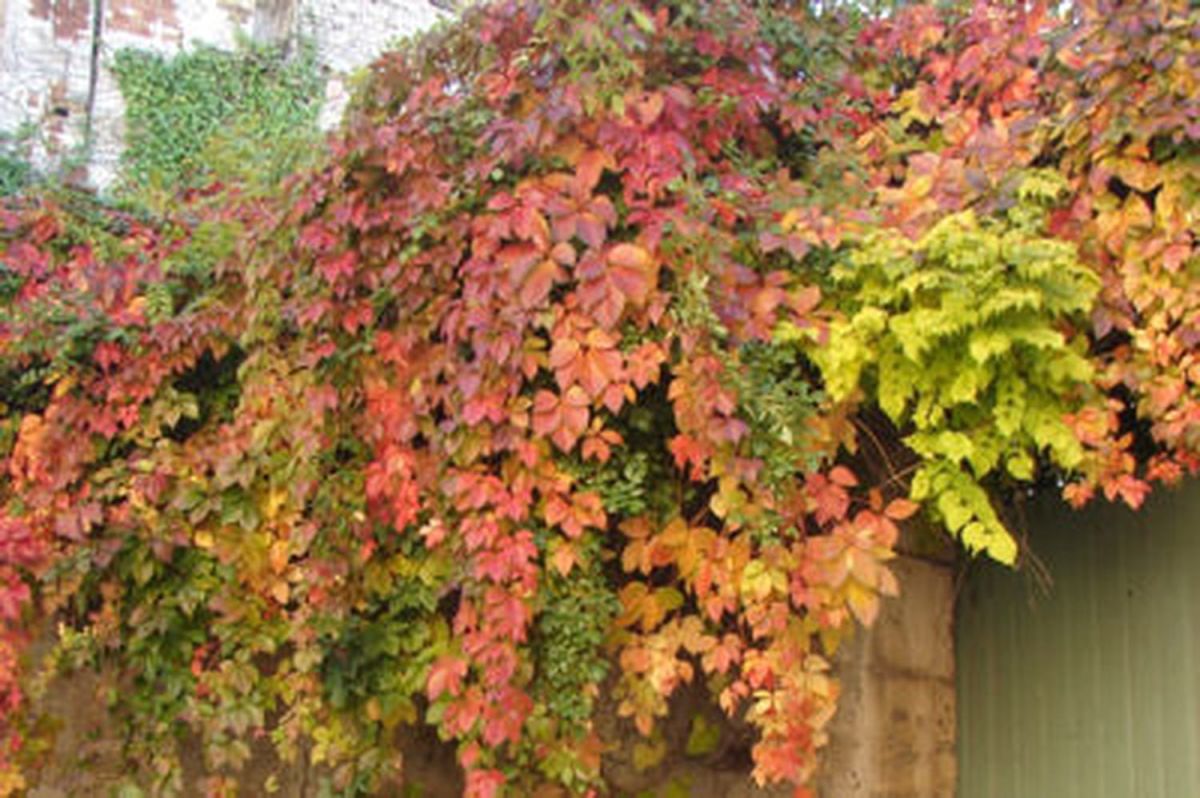 Vigne vierge : entretien, en pot, pergola, vitesse de croissance