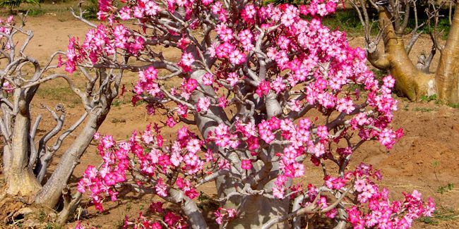 Découverte de la rose du désert (Adenium obesum)