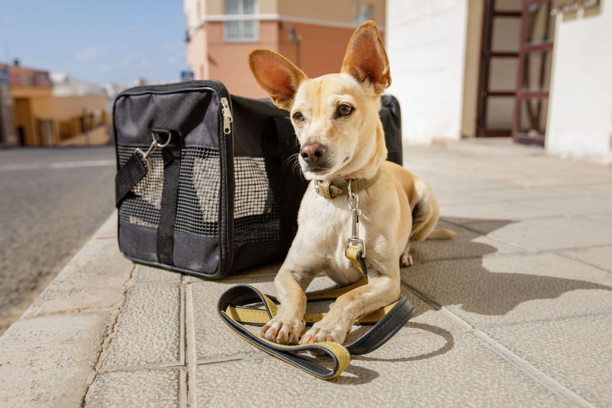 Découvrez le sac de transport idéal pour votre chien
