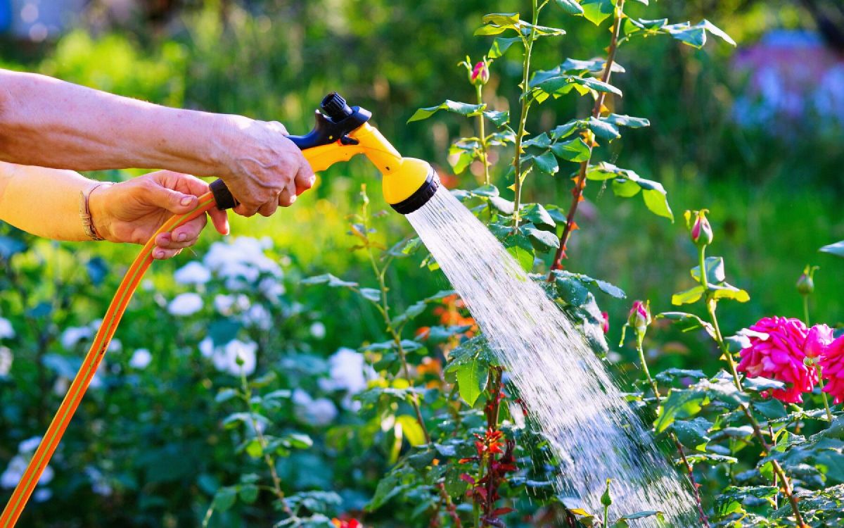 Comment protéger votre jardin sous la canicule