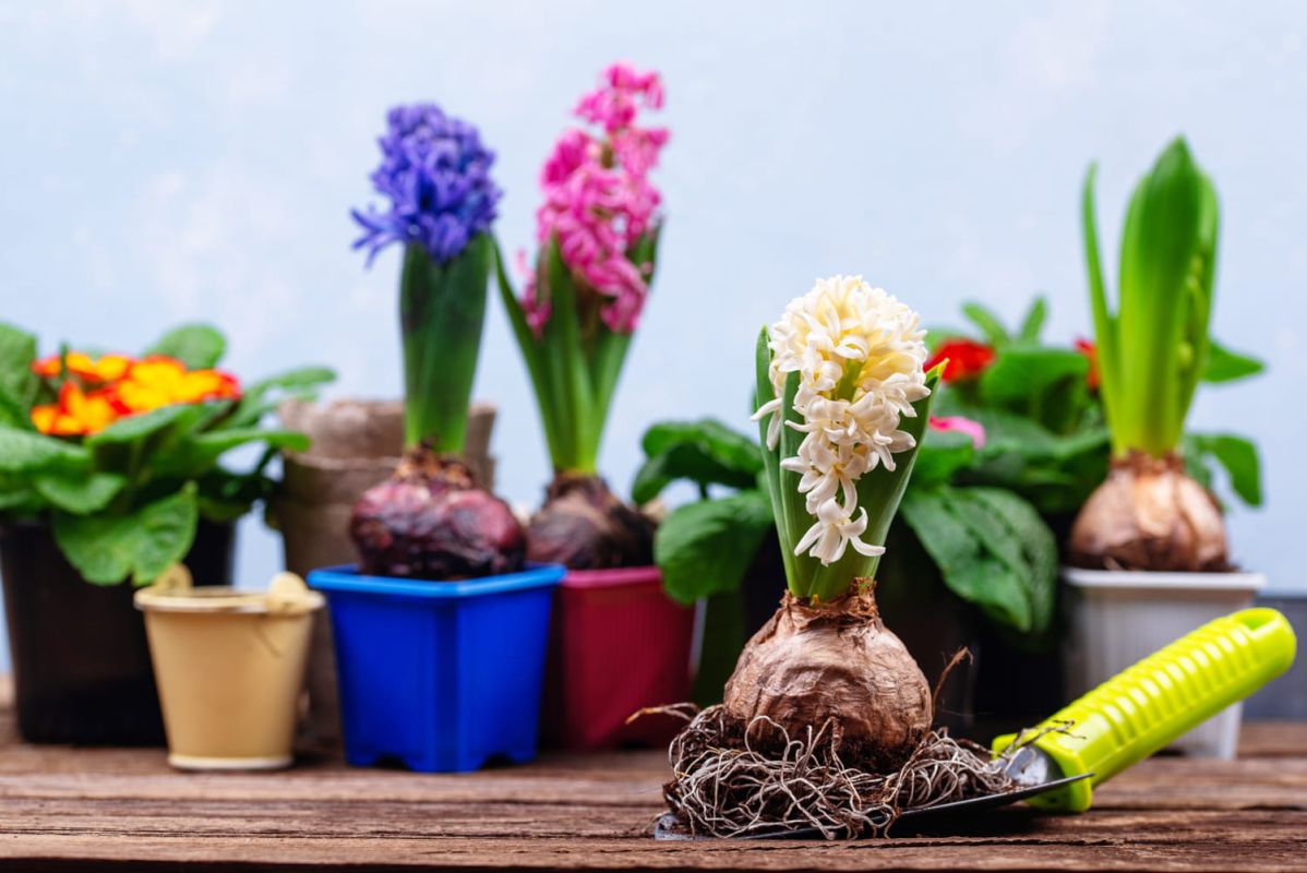 faire fleurir vos bulbes cet hiver : astuces et conseils pratiques