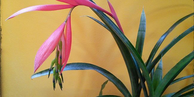 La billbergie penchée (Billbergia nutans), larmes de la reine