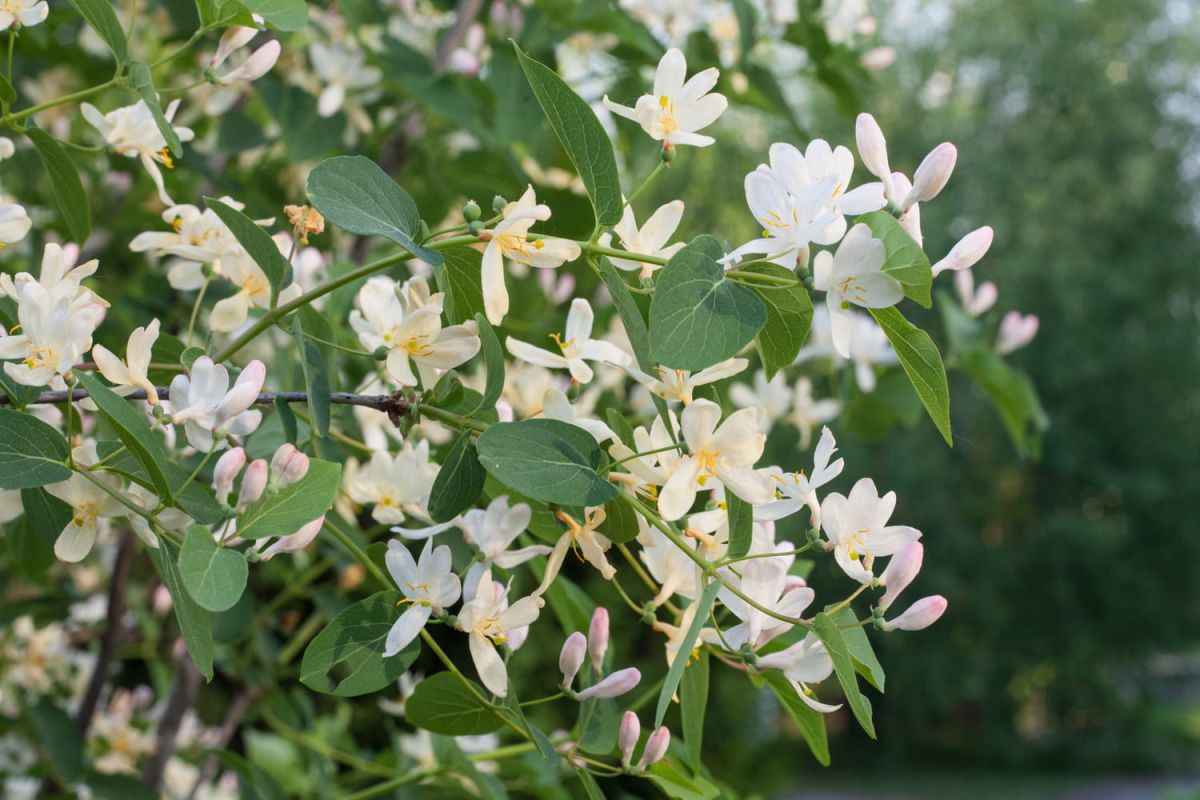Créez un jardin embaumé tout au long de l'année