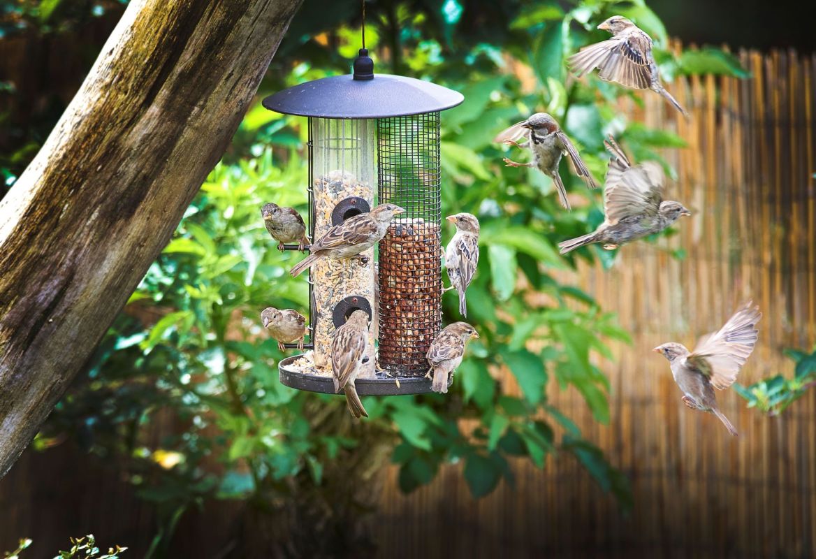 Comment bien nourrir les oiseaux de votre jardin : les erreurs à éviter