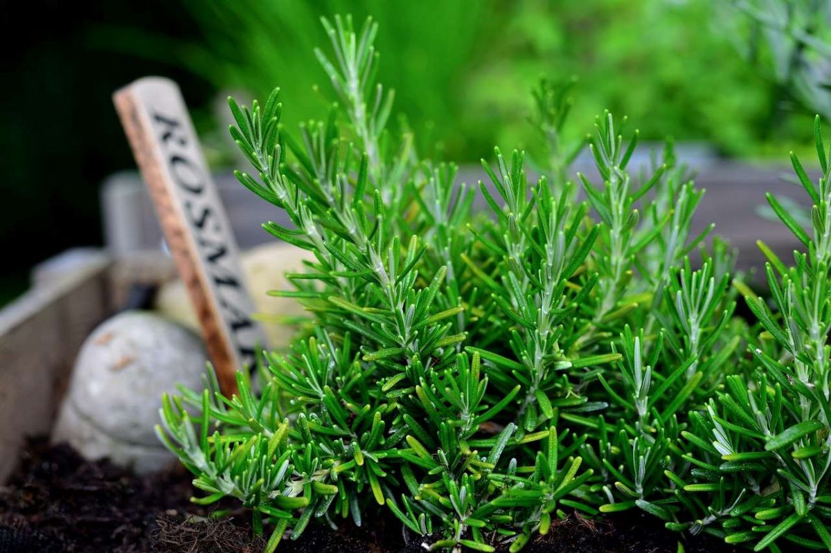 astuces incontournables pour bouturer le romarin avec succès