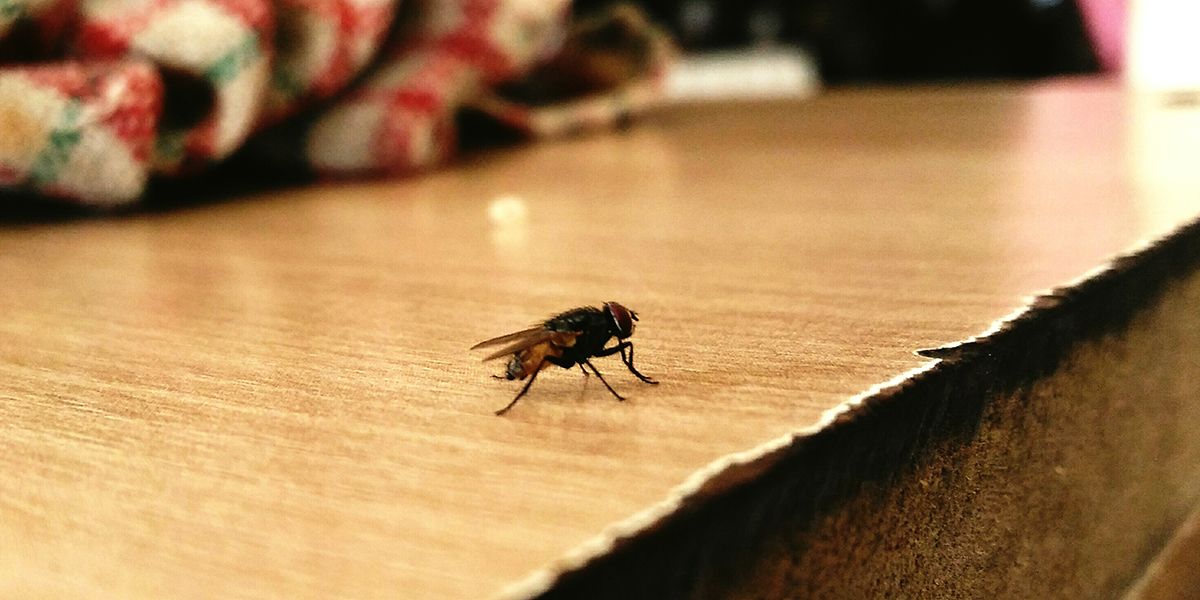 Astuces naturelles pour chasser les mouches de votre maison