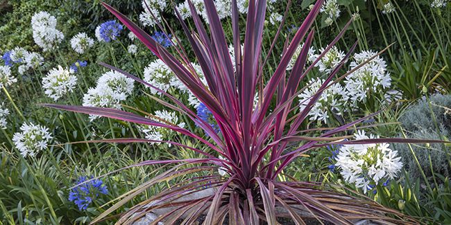 Cordyline : une plante au design captivant pour votre intérieur