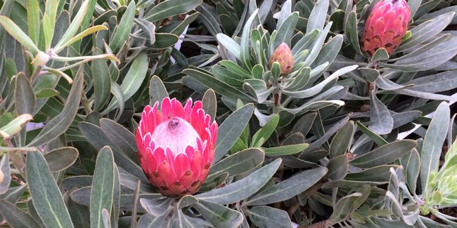 Découvrez la beauté du protea 'Pink Ice'