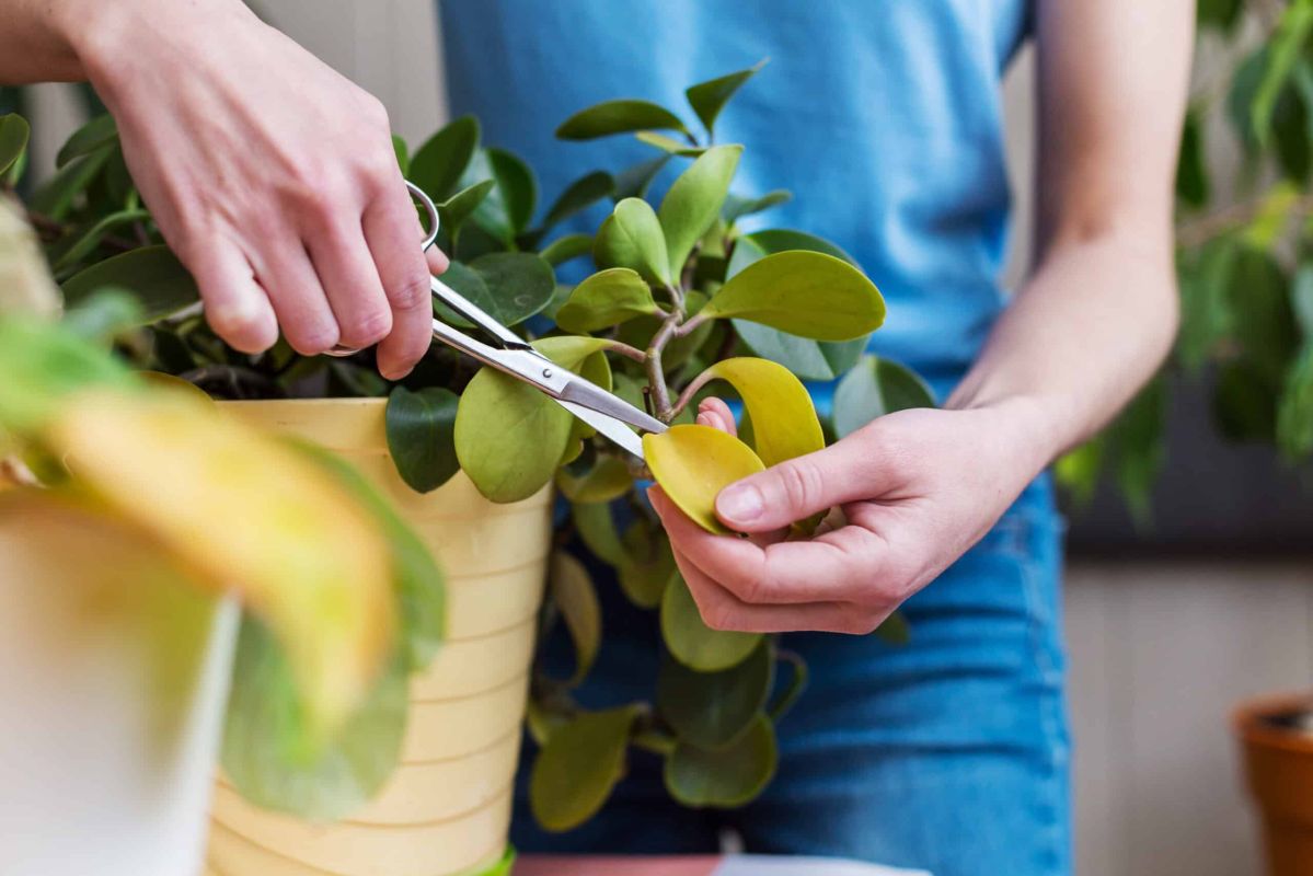 Ravivez vos plantes : découvrez l'ingrédient secret contre la jaunisse