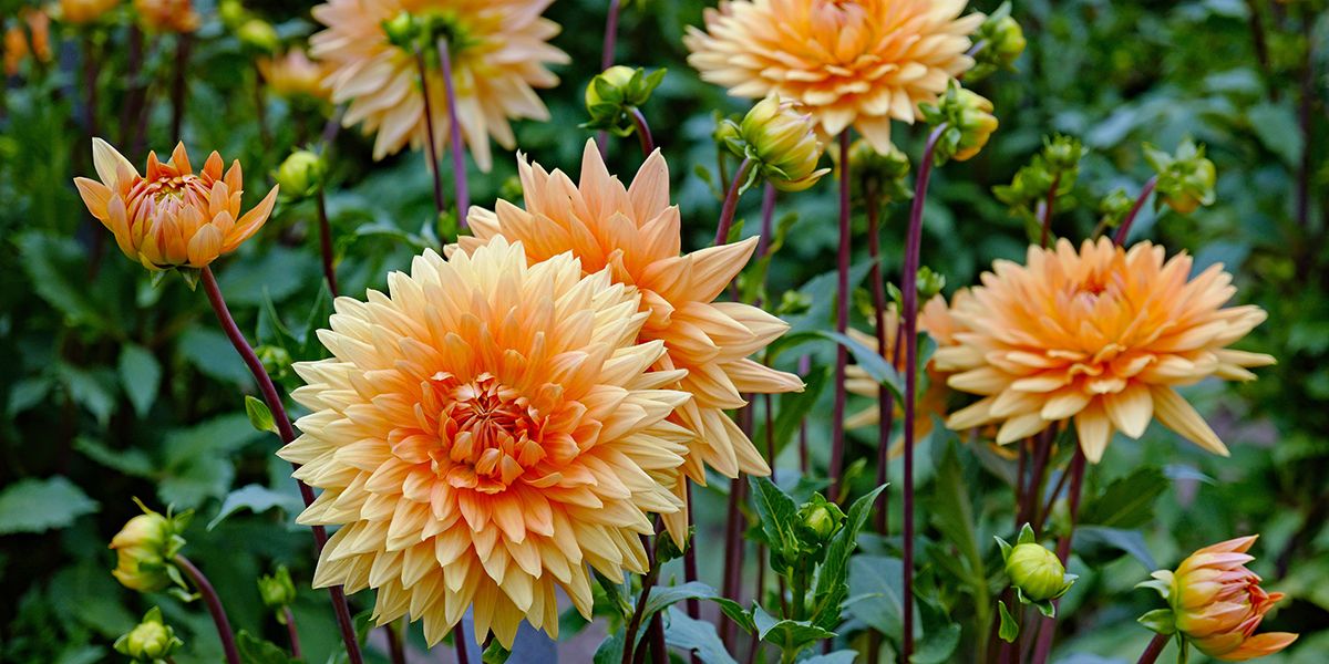 A la découverte des dahlias, ces fleurs aux mille couleurs