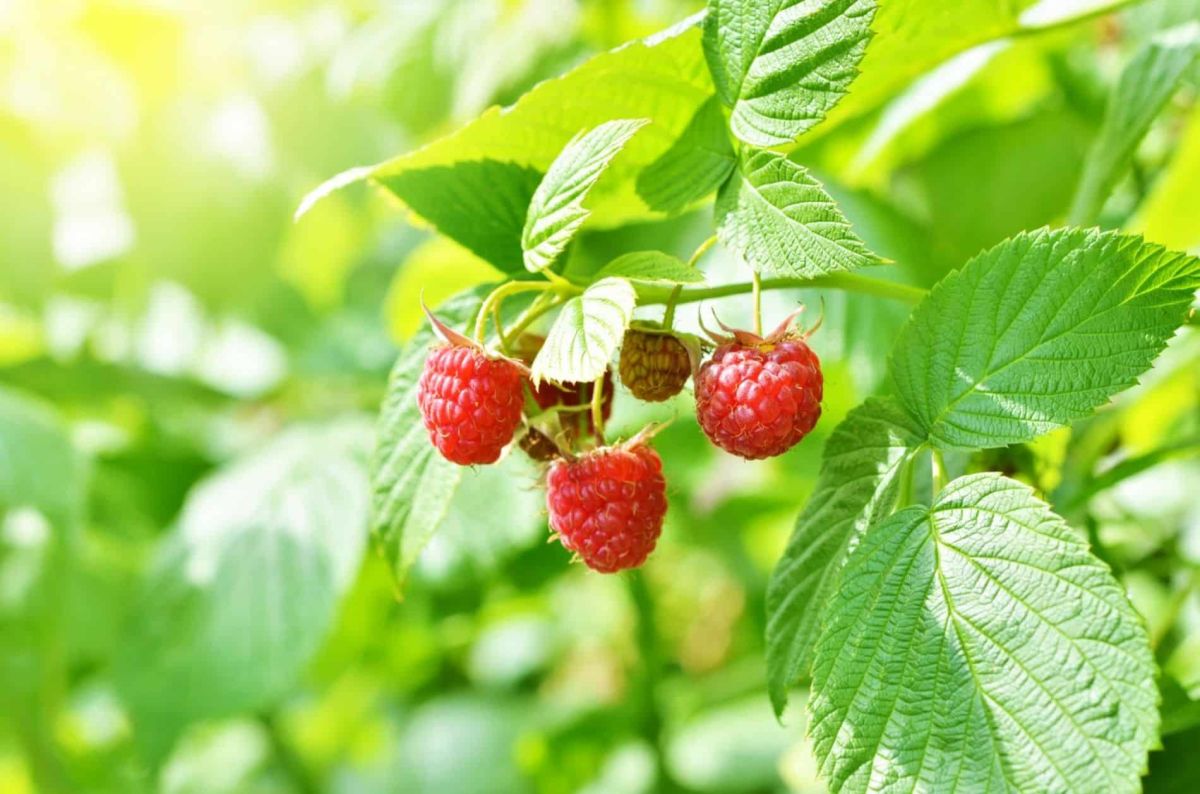 Boostez votre framboisier avant mars : des gestes simples pour une récolte fructueuse