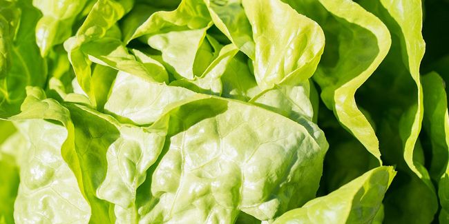 Découvrez la laitue pommée, étoile des salades incontournables