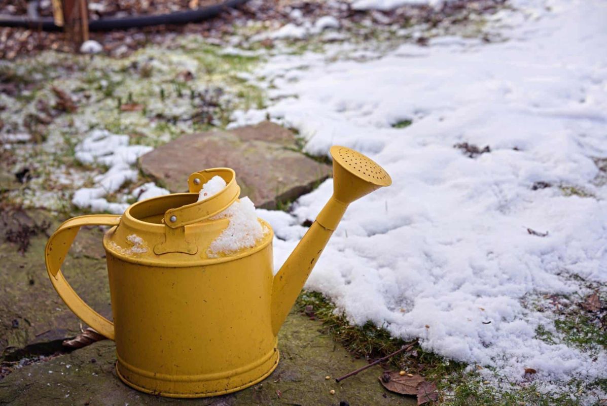 Arroser son jardin en hiver : les astuces pour éviter les dégâts
