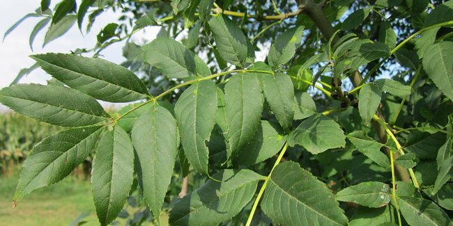 Découverte du frêne commun, un arbre aux mille facettes