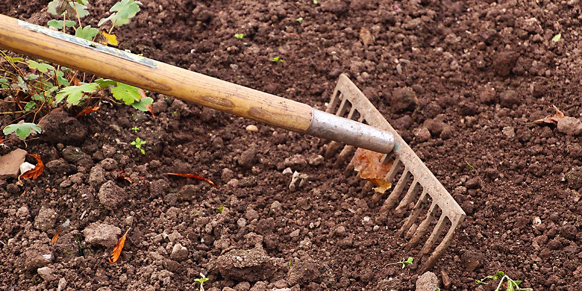 Le râteau, un incontournable du jardinage au fil des siècles