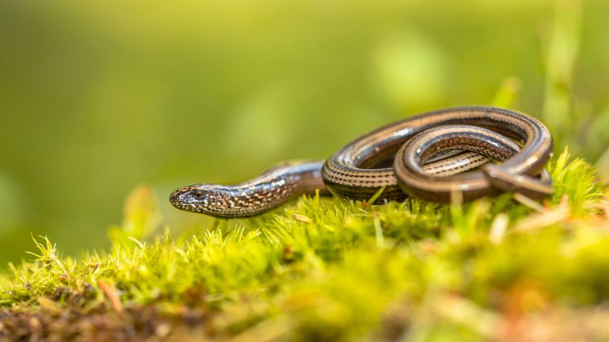 Éloignez les serpents de votre jardin : astuces efficaces et naturelles