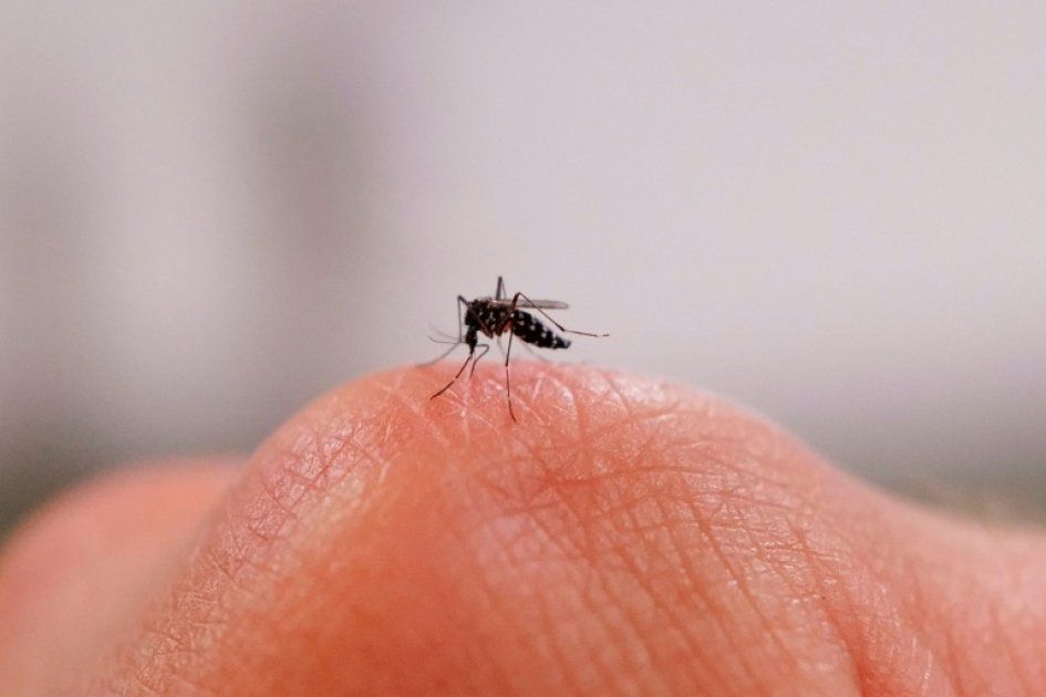 Stériliser le moustique-tigre : un enjeu industriel pour la santé publique