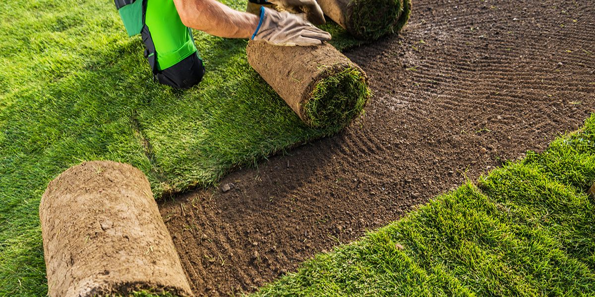 Poser du gazon en rouleau : le guide pratique pour un jardin réussi
