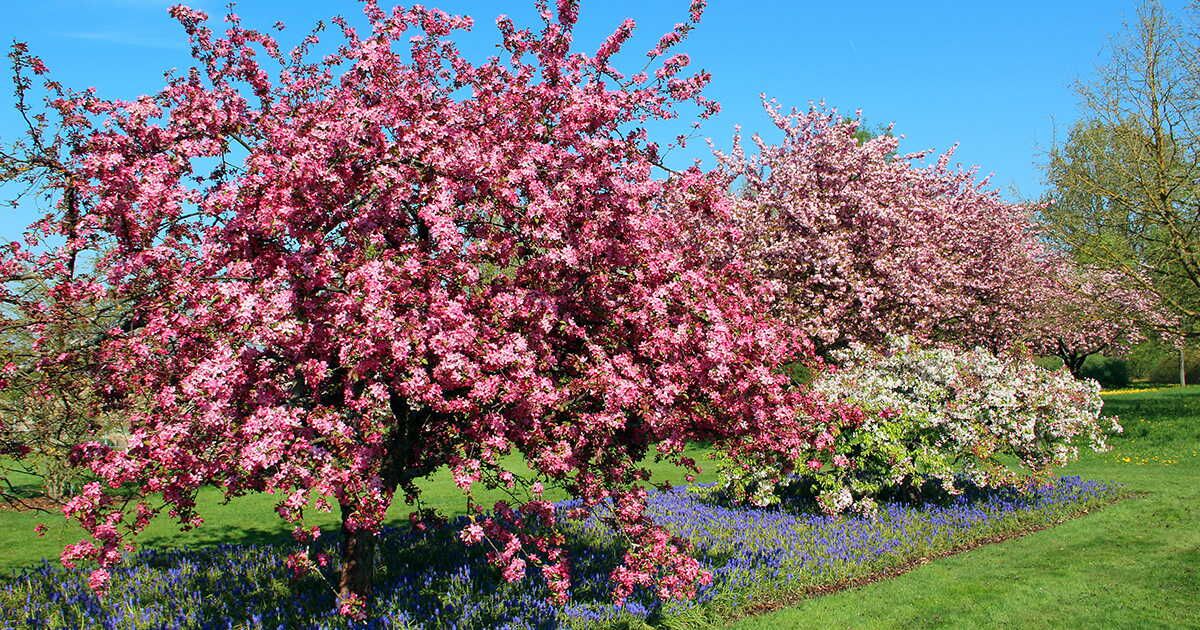 Des arbres majestueux à fleurs pour embellir votre jardin au printemps