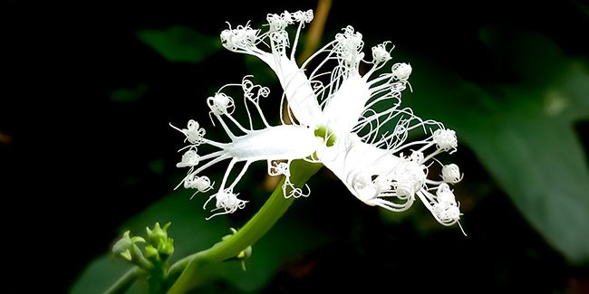 Courge serpent : une merveille végétale aux fleurs délicates