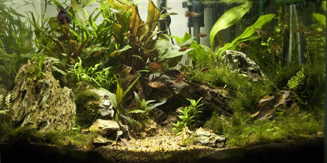 L’art de l’aquascaping : plongez dans l’univers des aquariums créatifs
