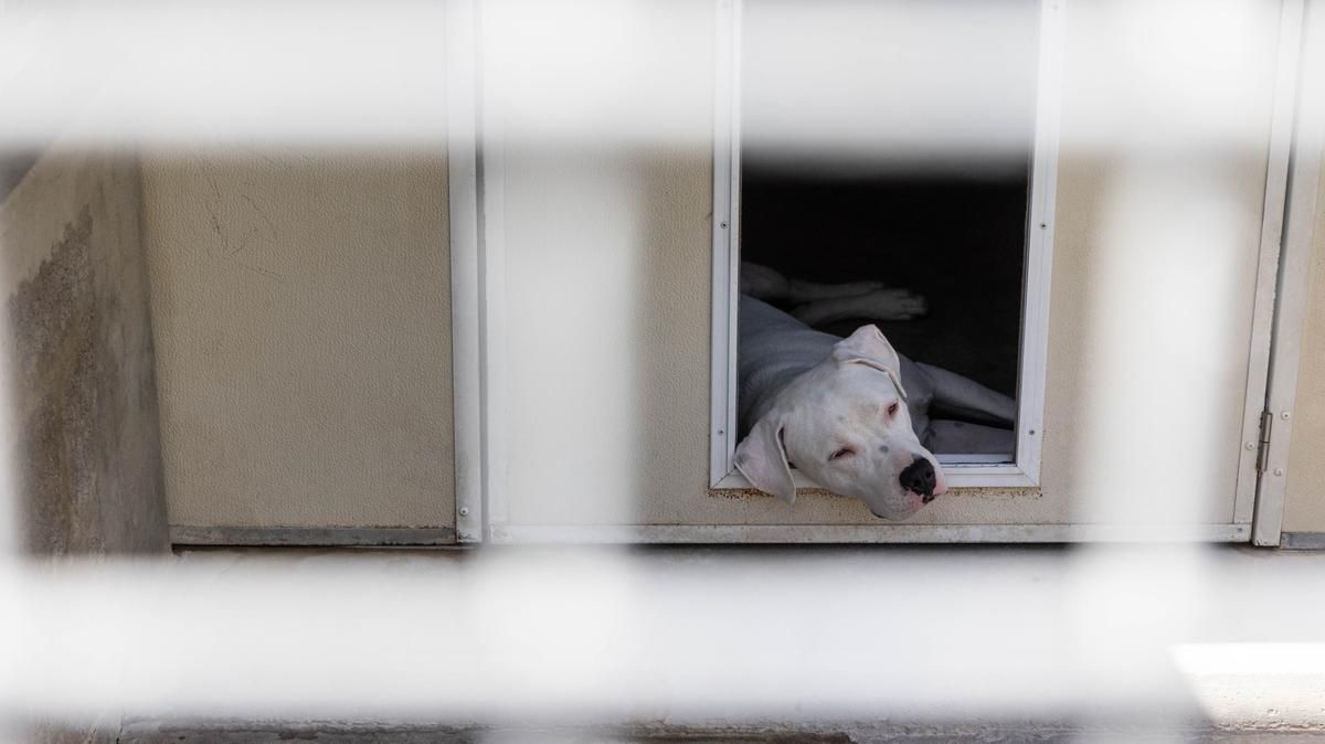 Soutien à la protection animale : grande collecte le 27 juin dans plus de 1 000 magasins