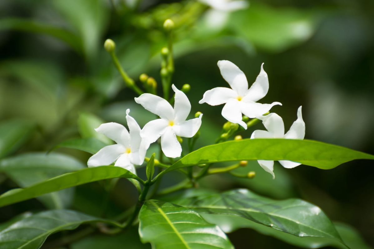 Jasmin : étoilé ou d'hiver, plantation et entretien
