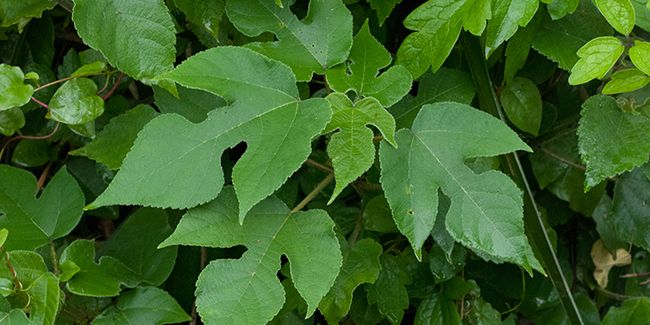 À la découverte du mûrier à papier (Broussonetia papyrifera)