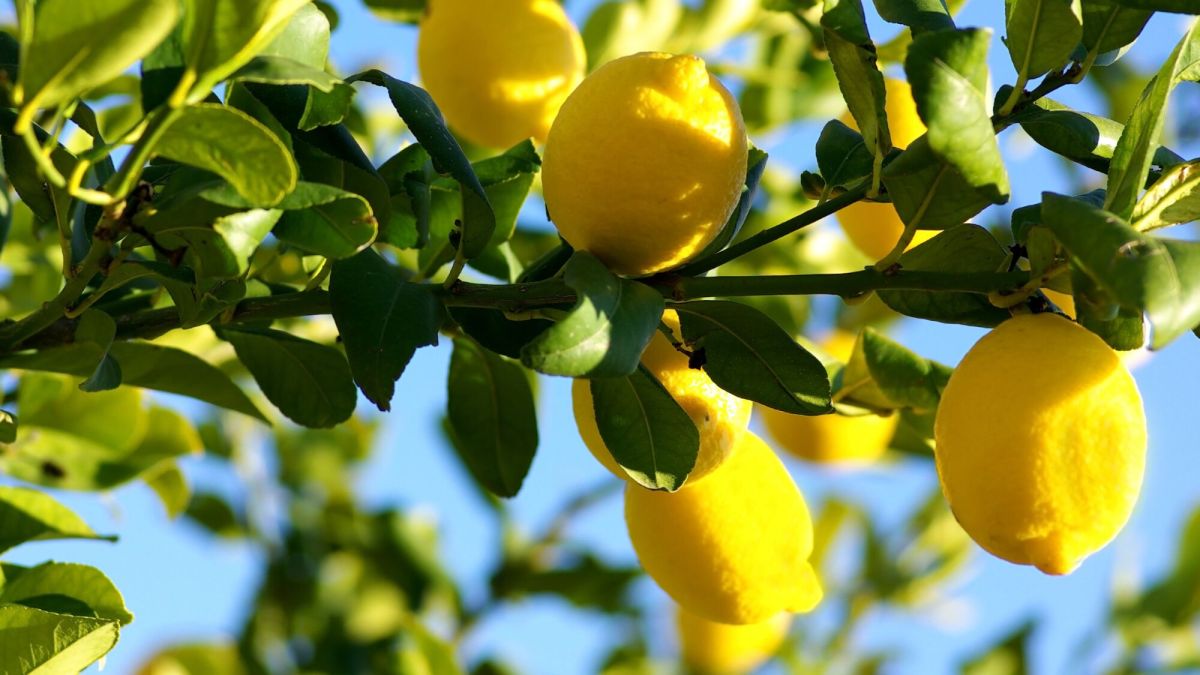 Jardin : "Mon citronnier m’a fait des branches avec de nombreux piquants, que faire ?"