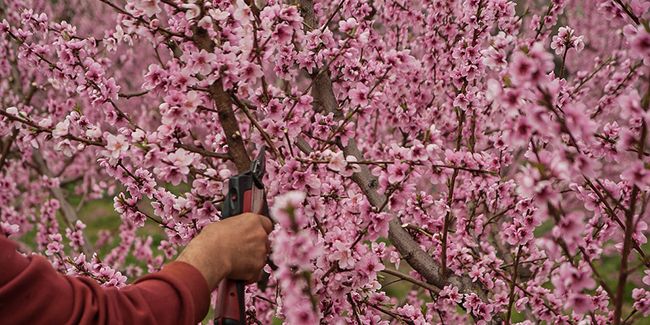 Taille des arbres fruitiers : guide pratique pour un jardin florissant