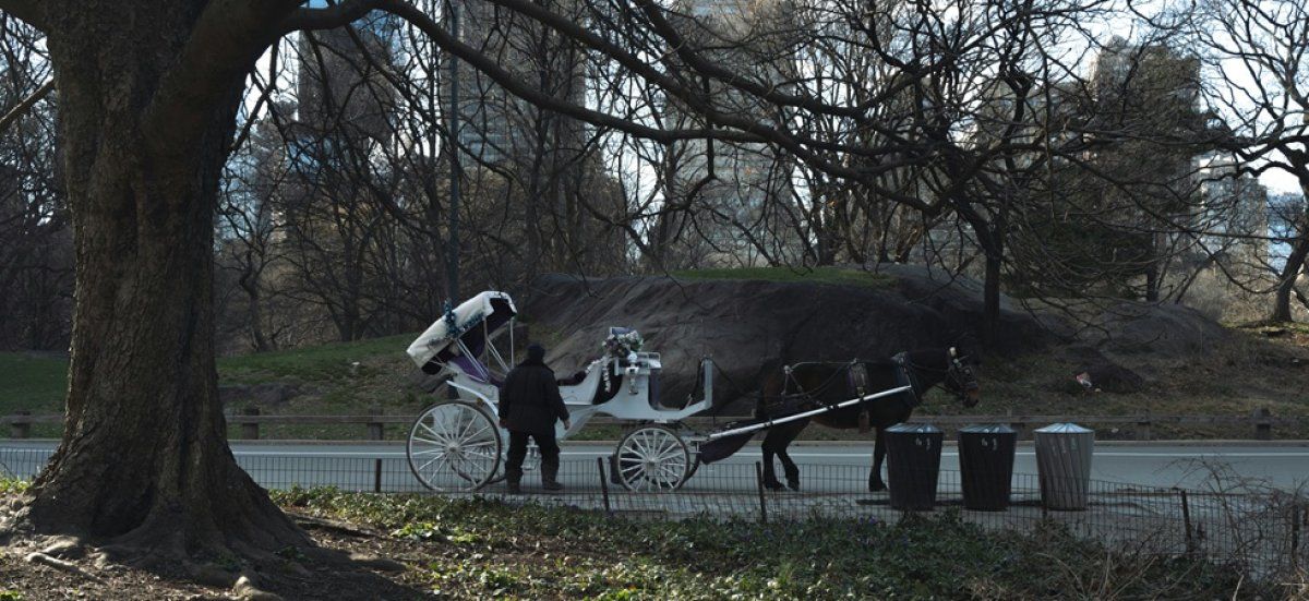 Accident tragique à New York : la controverse des calèches se ravive