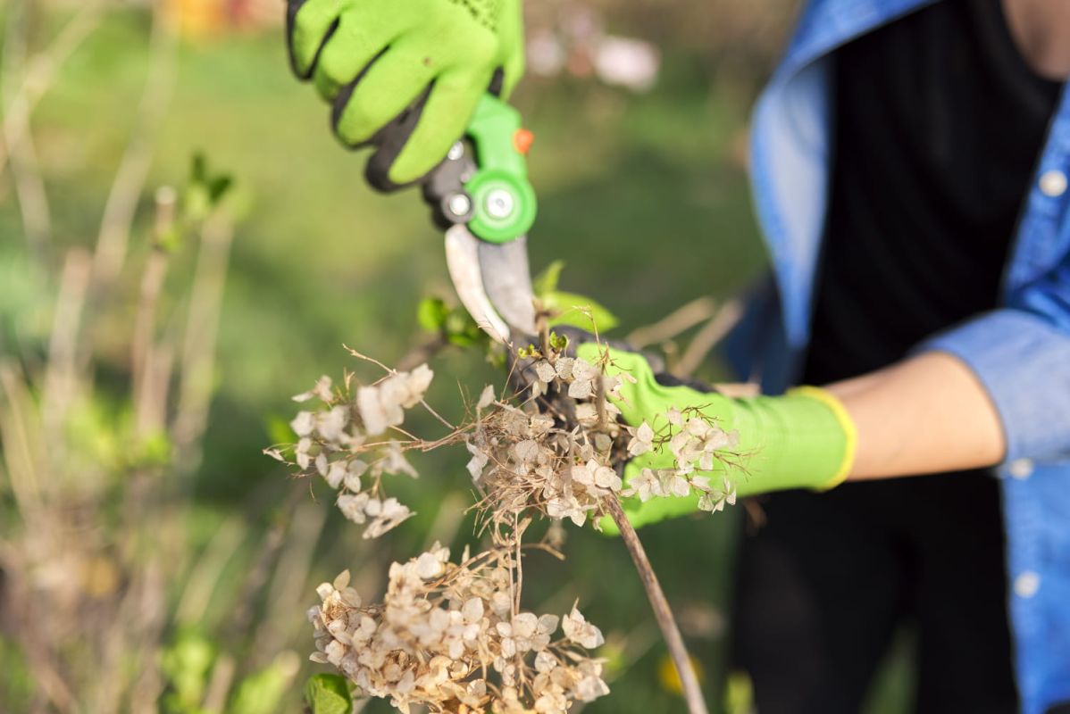 Comment tailler un hortensia : les conseils incontournables