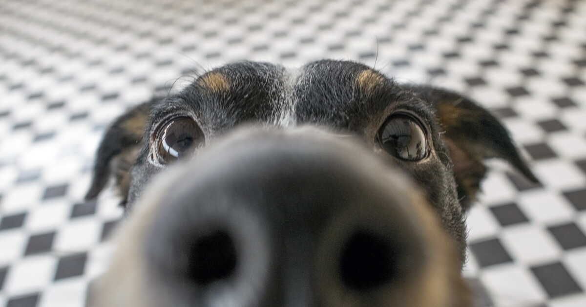 Éliminer les odeurs de chien à la maison : 4 astuces incontournables